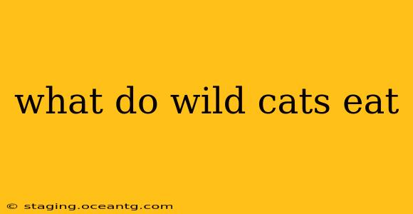 what do wild cats eat