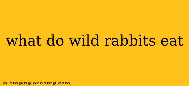 what do wild rabbits eat
