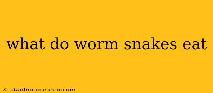 what do worm snakes eat