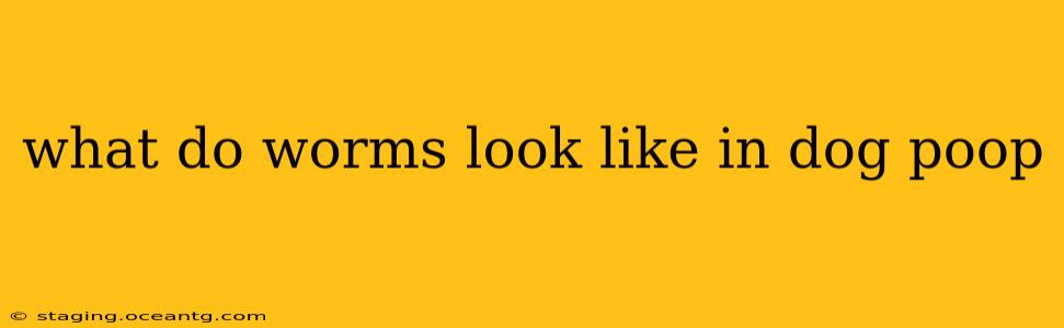 what do worms look like in dog poop