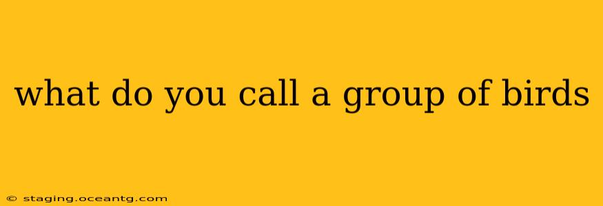 what do you call a group of birds