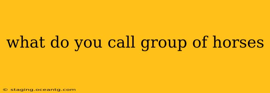 what do you call group of horses