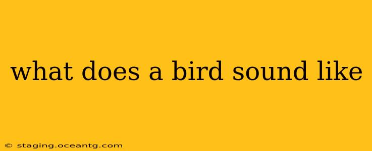 what does a bird sound like