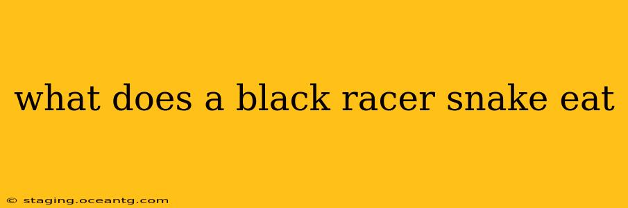 what does a black racer snake eat