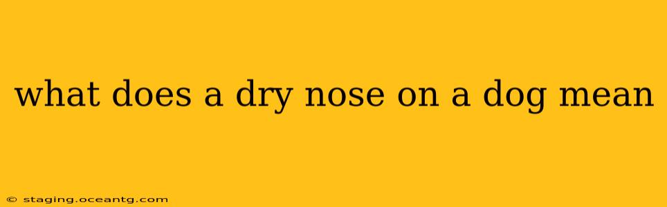 what does a dry nose on a dog mean