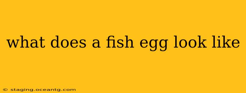 what does a fish egg look like