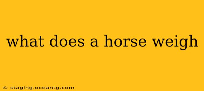 what does a horse weigh