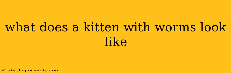 what does a kitten with worms look like