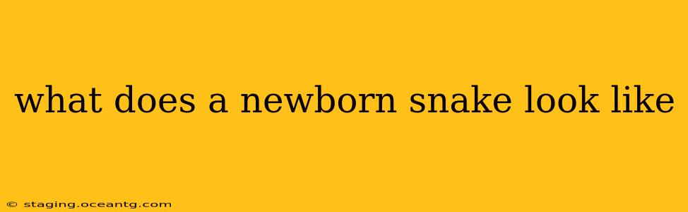 what does a newborn snake look like