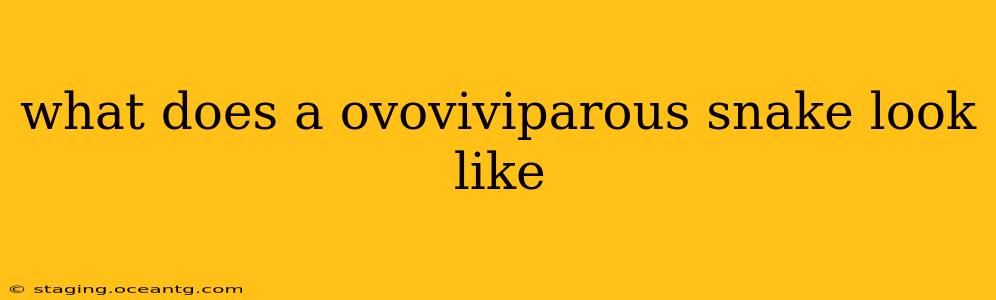 what does a ovoviviparous snake look like