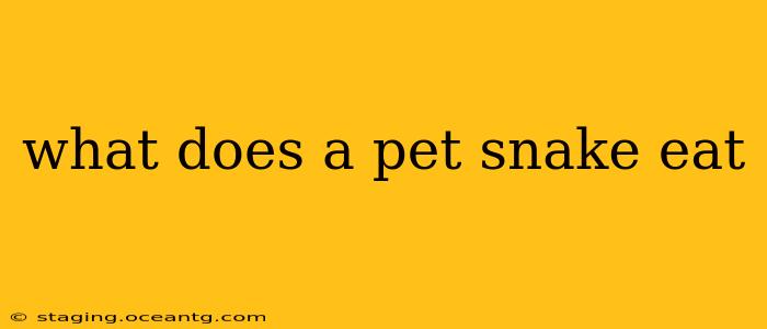what does a pet snake eat