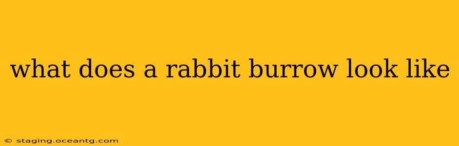 what does a rabbit burrow look like