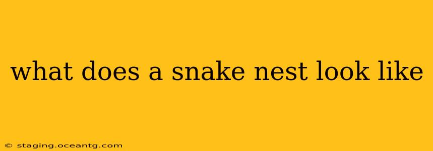 what does a snake nest look like
