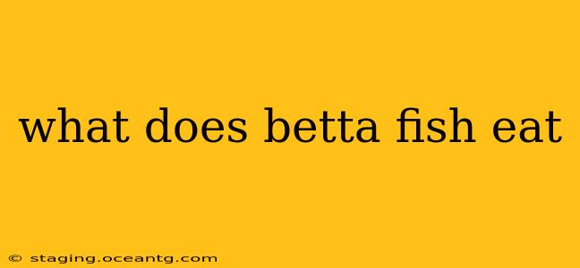 what does betta fish eat