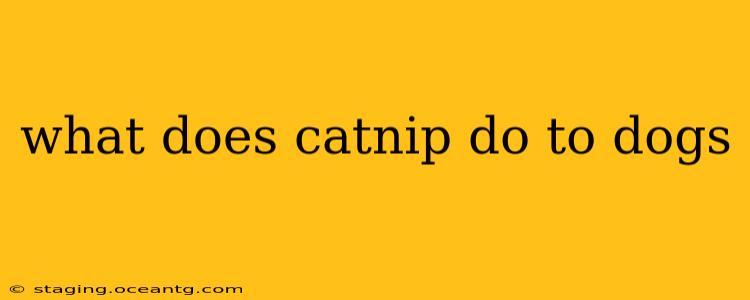 what does catnip do to dogs