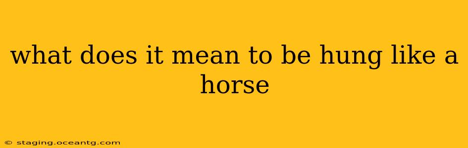 what does it mean to be hung like a horse
