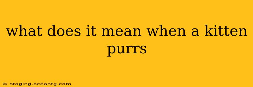 what does it mean when a kitten purrs