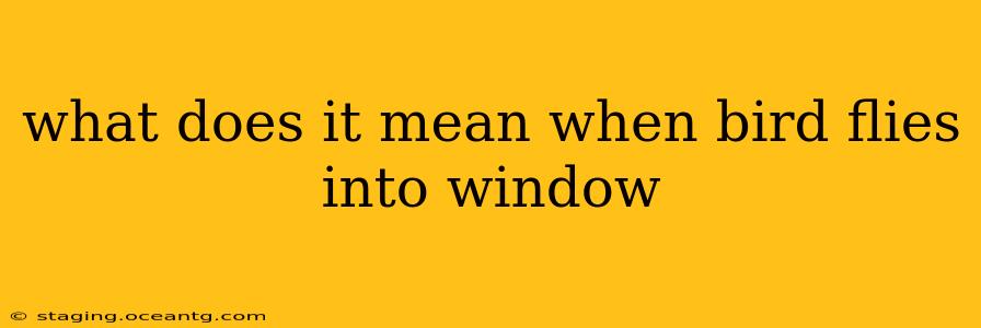 what does it mean when bird flies into window