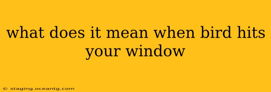 what does it mean when bird hits your window