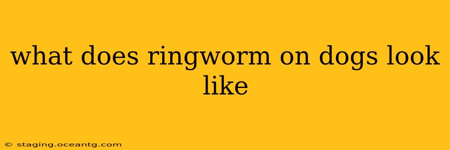 what does ringworm on dogs look like
