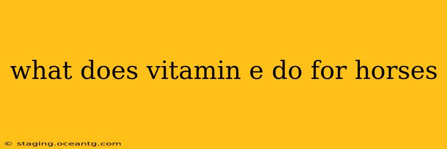 what does vitamin e do for horses