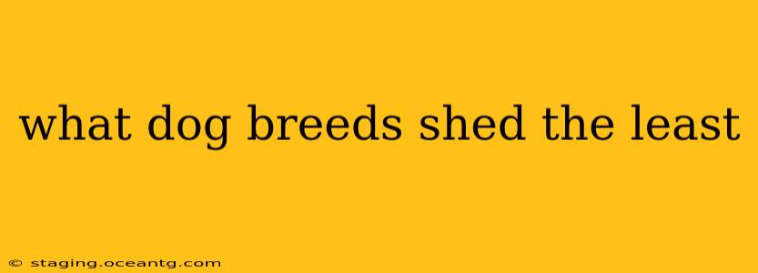what dog breeds shed the least