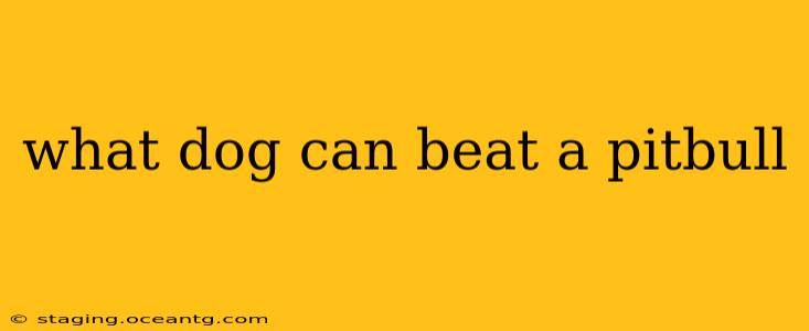 what dog can beat a pitbull