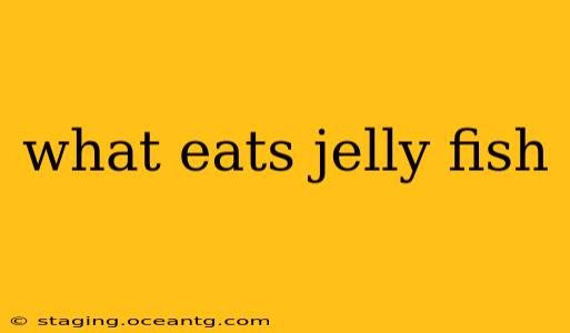 what eats jelly fish