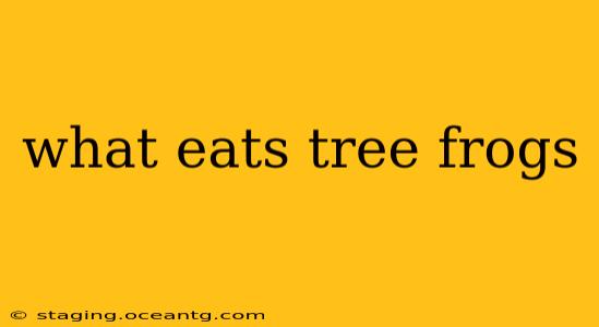 what eats tree frogs