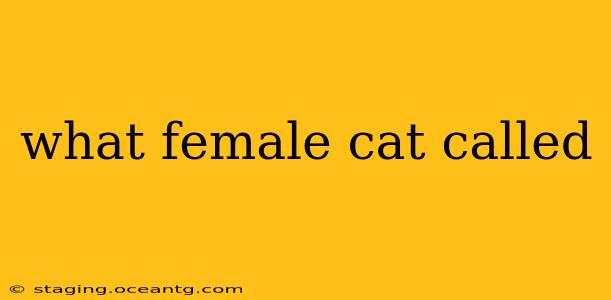what female cat called