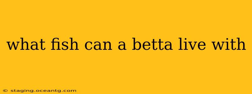 what fish can a betta live with