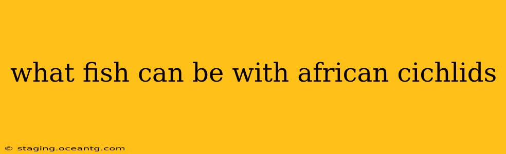 what fish can be with african cichlids