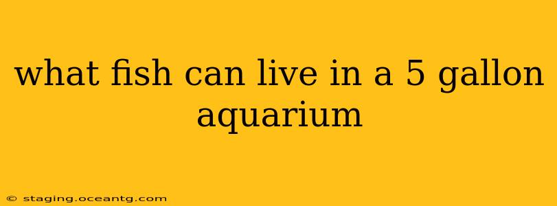 what fish can live in a 5 gallon aquarium