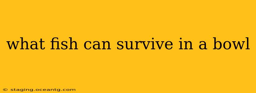 what fish can survive in a bowl