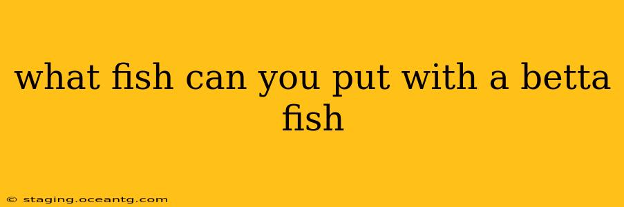 what fish can you put with a betta fish