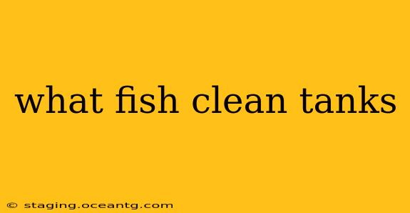what fish clean tanks
