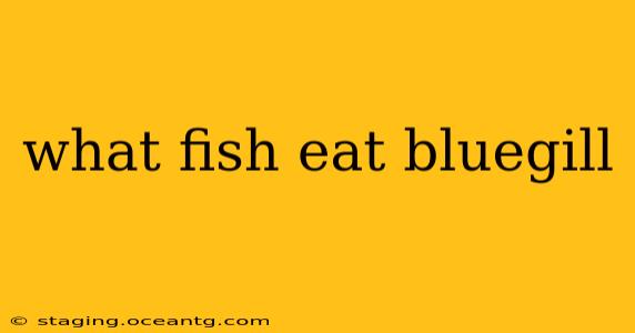 what fish eat bluegill