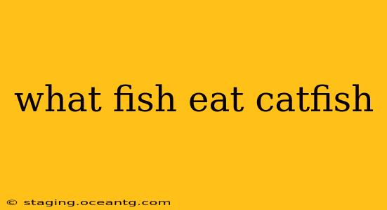 what fish eat catfish
