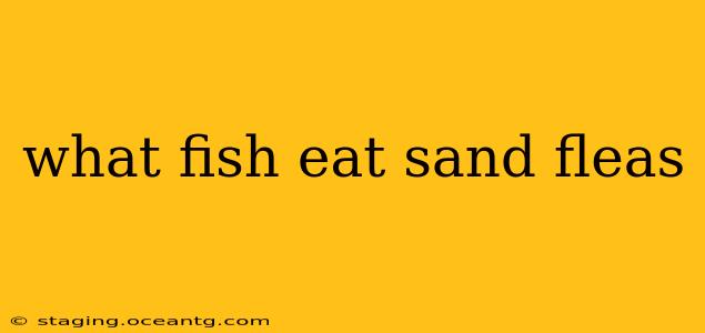 what fish eat sand fleas