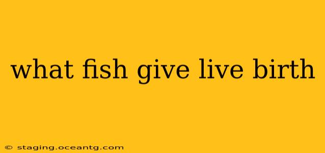 what fish give live birth