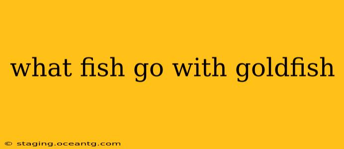 what fish go with goldfish