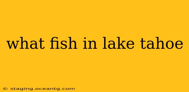 what fish in lake tahoe