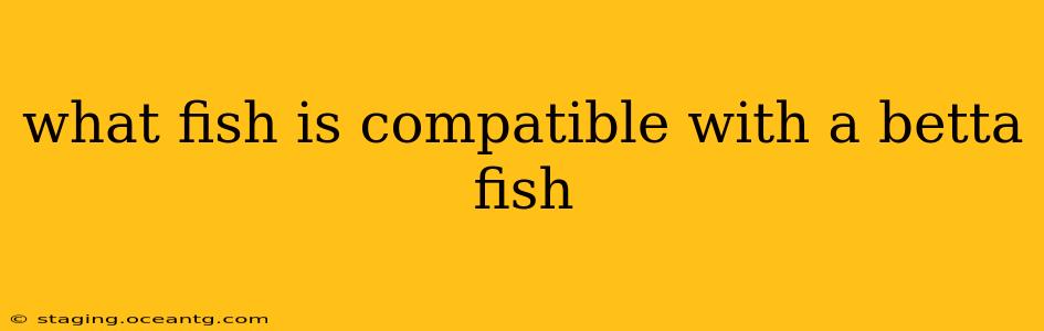 what fish is compatible with a betta fish