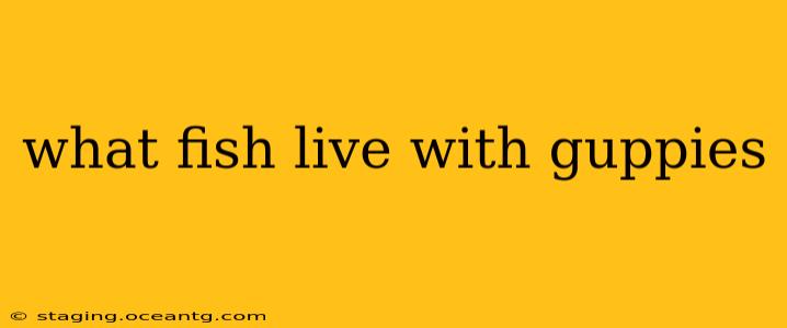 what fish live with guppies