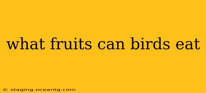what fruits can birds eat