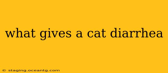 what gives a cat diarrhea
