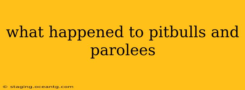 what happened to pitbulls and parolees