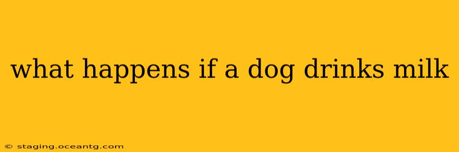 what happens if a dog drinks milk