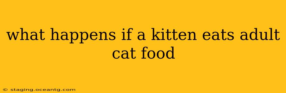 what happens if a kitten eats adult cat food