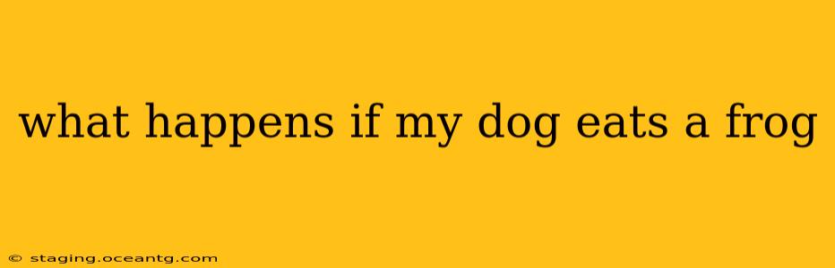 what happens if my dog eats a frog